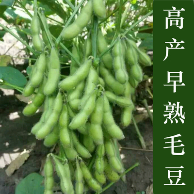 青食毛豆种子早熟大粒五