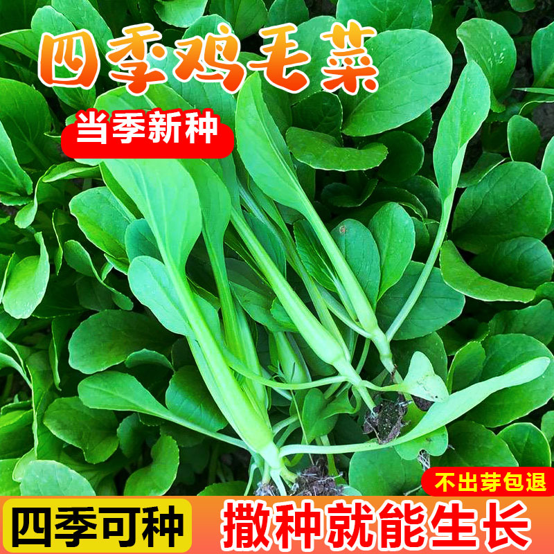 鸡毛菜籽种四季青大全上海