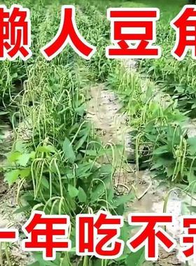 【一年只要几块钱】摘不败无架长豆角种耐热长豆角蔬菜种扁豆无筋