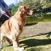 狗用品狗嘴套防咬防叫防打架防乱C吃轻便防脱大型犬狗口罩嘴巴套