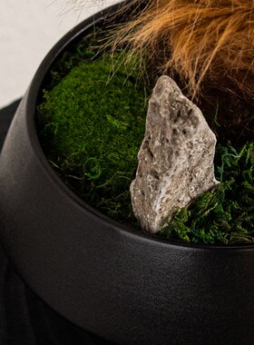 Rzone 新中式l造景仿真金丝猴蕨金毛蕨树绿植民宿茶室桌样板间摆