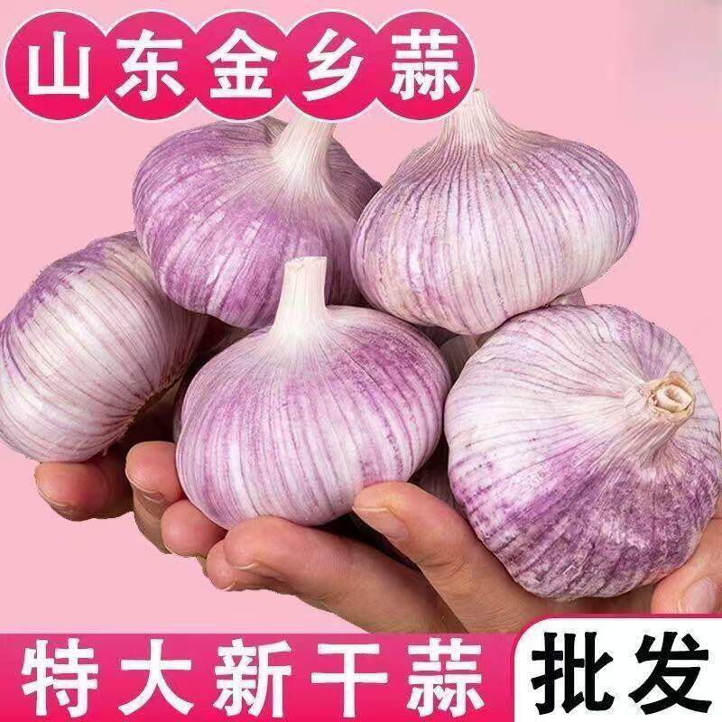 山东金乡紫皮大蒜头种子干蒜种籽5斤批发新鲜蒜头10斤农家蒜米
