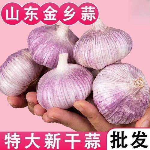 山东金乡紫皮大蒜头种子干蒜种籽5斤批发新鲜蒜头10斤农家蒜米