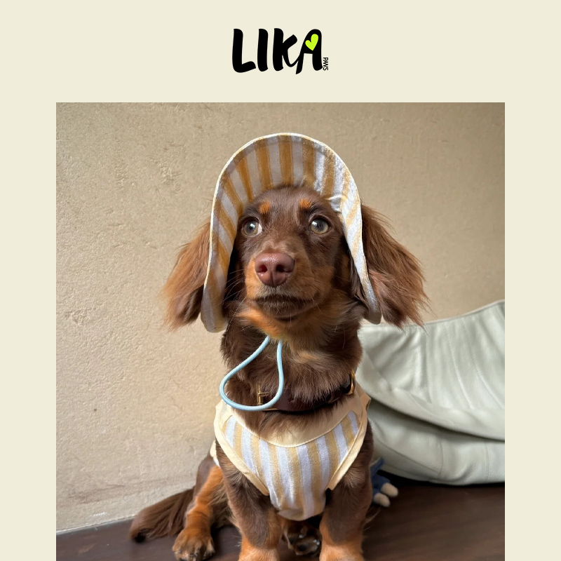 LIKAPAWS中小型犬衬衫/太阳帽两件套黄色狗狗衣服棉质舒适