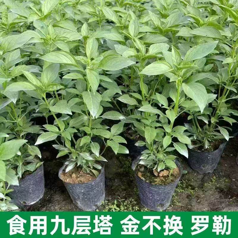金不换盆栽可食用九层塔罗勒植物新鲜鱼香草苗调味潮汕薄荷叶