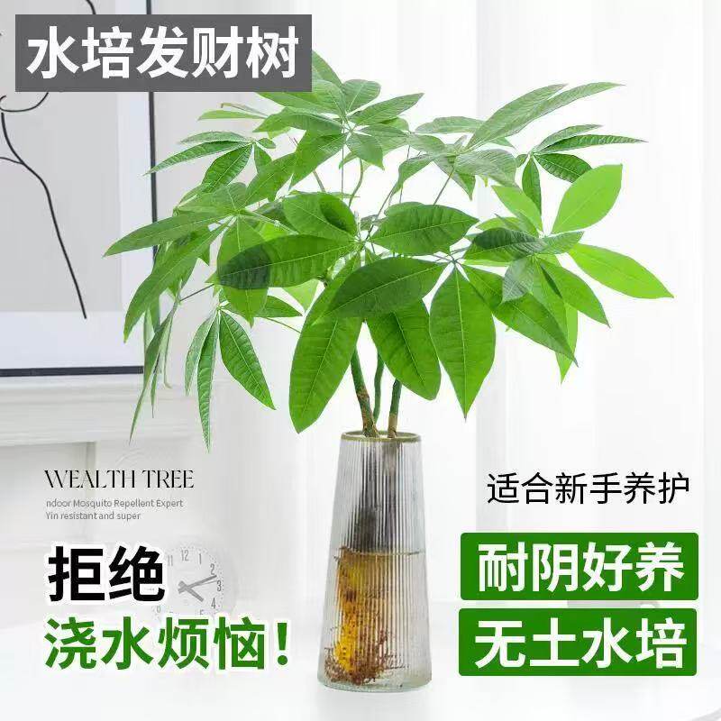 发财树水培植物小盆栽室内客厅办公室桌面四季好养活水养绿植花卉