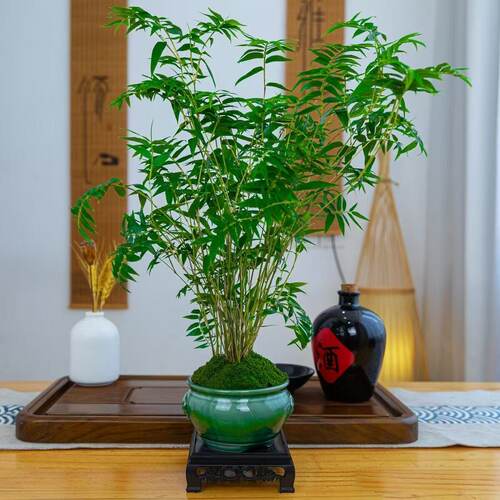 翡翠观音竹米竹原土球水培款培造景盆栽绿植花卉植物水培植物水养