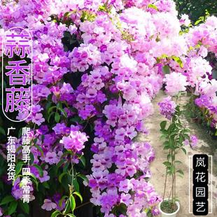 蒜香藤花紫铃藤 藤本植物 奇特爬藤花苗 庭院盆栽开花会变色植物