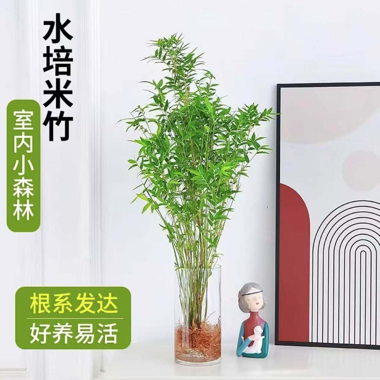 水培米竹观音竹室内好养