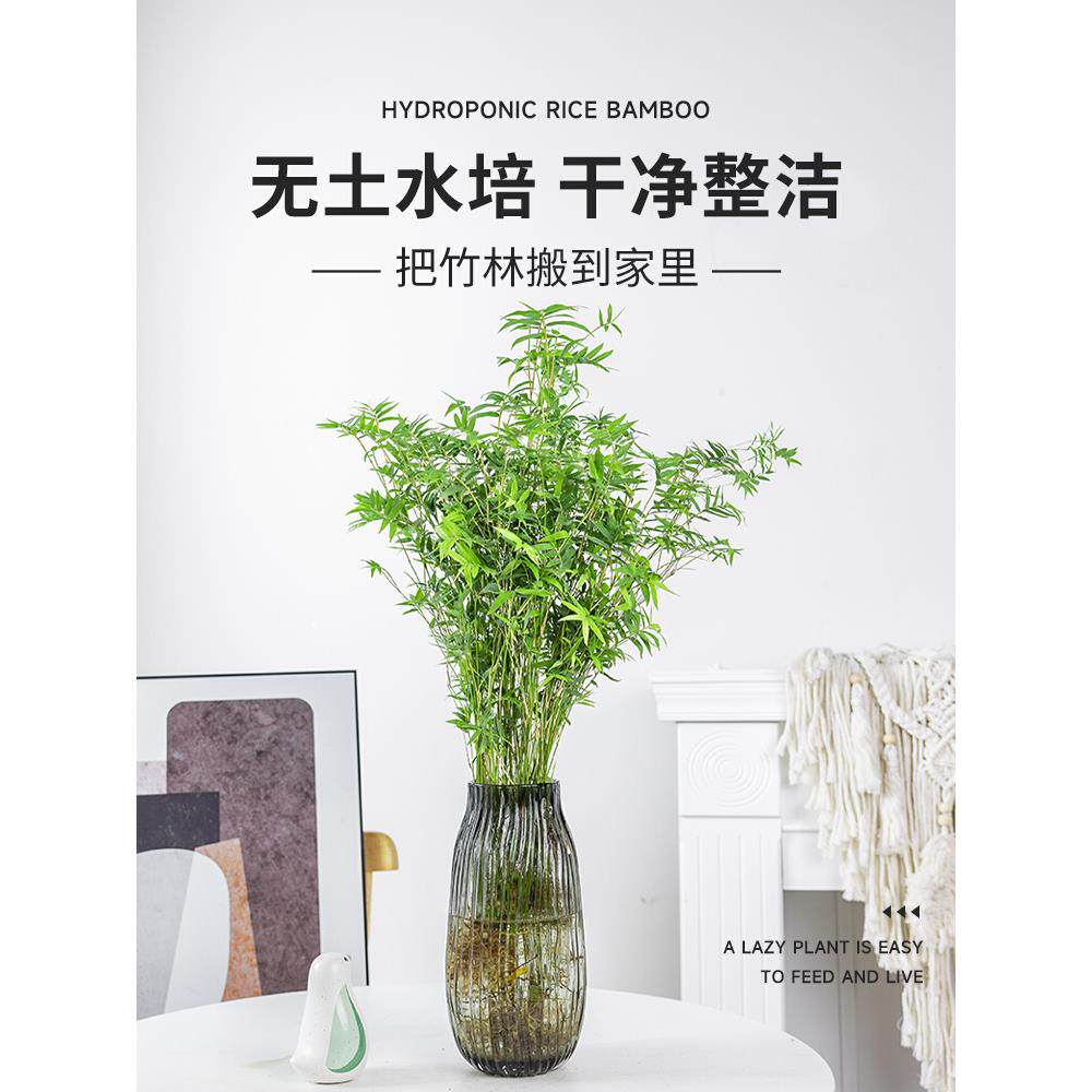 水培植物米竹盆栽室内带根水养小叶凤尾竹鱼缸用绿植矮化禅意盆景