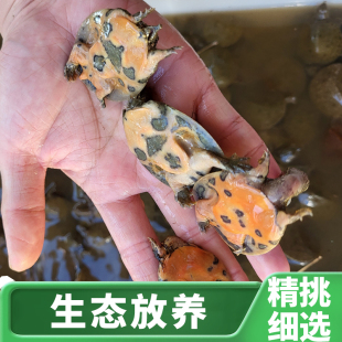 甲鱼活苗淡水甲鱼苗养殖外塘中华鳖苗水鱼王八团鱼鲜活小甲鱼苗子