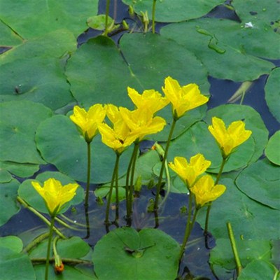 极速一叶莲黄花荇菜m苗 莕菜养鱼龟虾缸造景观微 水草浮萍水生水