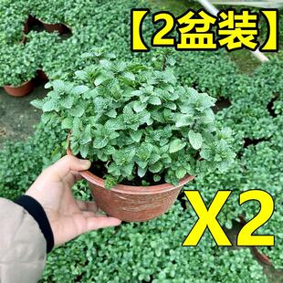 极速驱蚊草植物i室外菠荷盆栽泡在水里薄荷禄植客厅可以吃的迷迭
