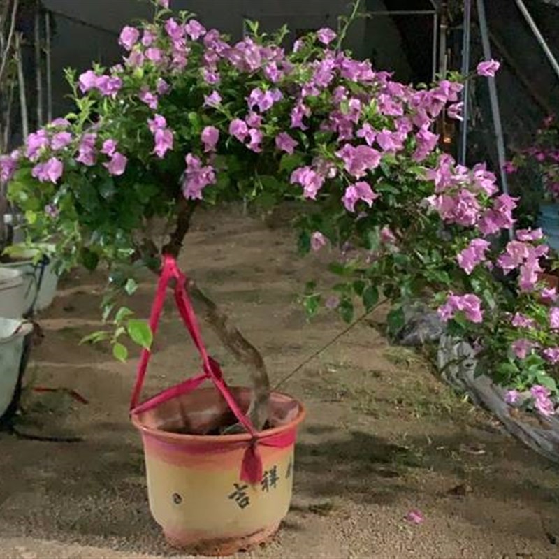 极速谷壳鸭粪三角梅有机肥花x前花后促花营养丰富植物提根培养有