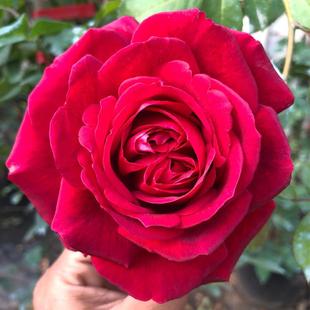 极速玫瑰国度天使爬藤月季大苗阳台多季藤蔓爬R墙花苗藤本母系庭