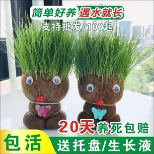极速长草头发娃娃头上长草的植物种植小草人长草S娃娃丑萌创意带