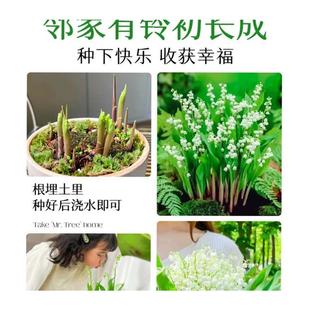 极速冬季不怕冻的花冬天室外耐寒花E耐冻花卉适合懒人养的花好看