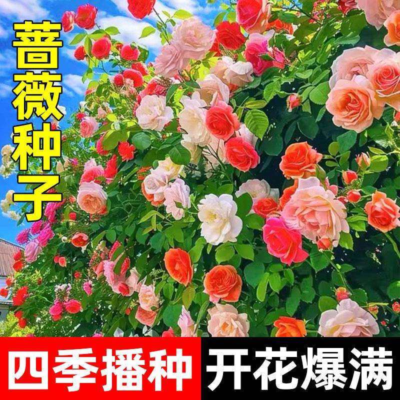 蔷薇花种籽子爬藤月季玫瑰四季播种开花不断爬墙庭院花卉盆栽植物,工业油品/胶粘/化学/实验室用品,其他实验室设备,淘宝优惠券,粉丝福利购,淘宝优惠卷