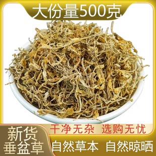 垂盆草中药材500g干货泡茶正宗野药生用食用垂盆草干垂盆草泡水喝