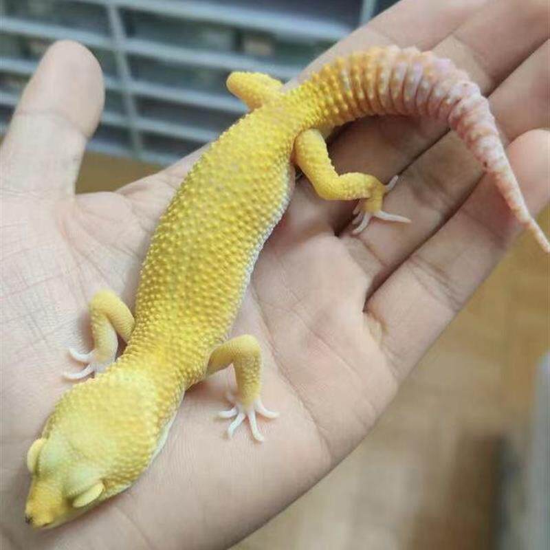 蜥蜴活物豹纹守宫新手入门懒人宠物爬虫易养异宠小型另类可爱温顺