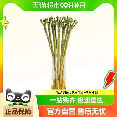 爱优尚观音竹水培植物客厅桌面室内水养带根绿植富贵竹盆栽转运竹