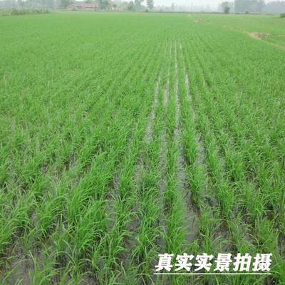 极速厂销包邮农机水稻直播机可调 谷子播种机 播种器人Z力直播神