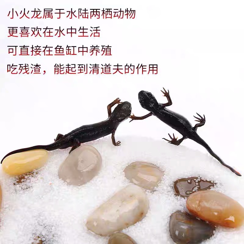 极速小火龙冷水鱼清洁可爱宠物小型F吃屎鱼淡水观赏鱼东方娃娃鱼