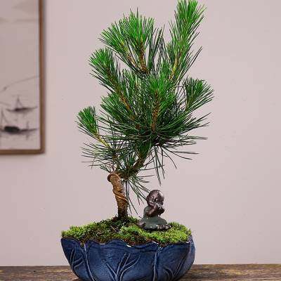 极速促小叶黄杨盆景黑松造型六s月雪清香木室内米竹办公桌面绿植