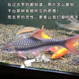 新品红吉罗 吉罗鱼活体中国结鱼原生冷水观赏鱼Q溪流大型鱼 王大