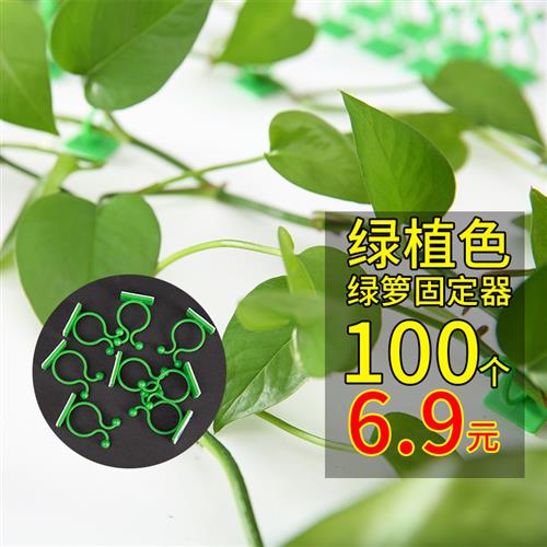 绿萝爬墙上花神器绿植固定器绿箩家用无痕卡扣绿枝爬藤杆夹子挂钩