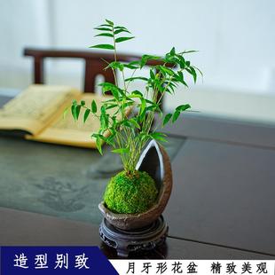 米竹盆栽室内小型凤尾竹迷你盆景好养竹子观叶客厅绿植物阳台禅意