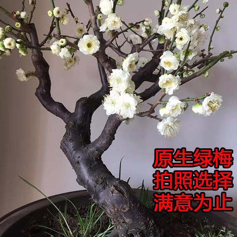 原生绿梅老桩带花苞盆栽梅花盆景树苗绿萼梅花实物图一物一拍