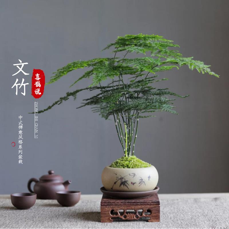 文竹盆栽植物室内桌面禅意好养创意小盆景办公室四季绿植迷你摆件