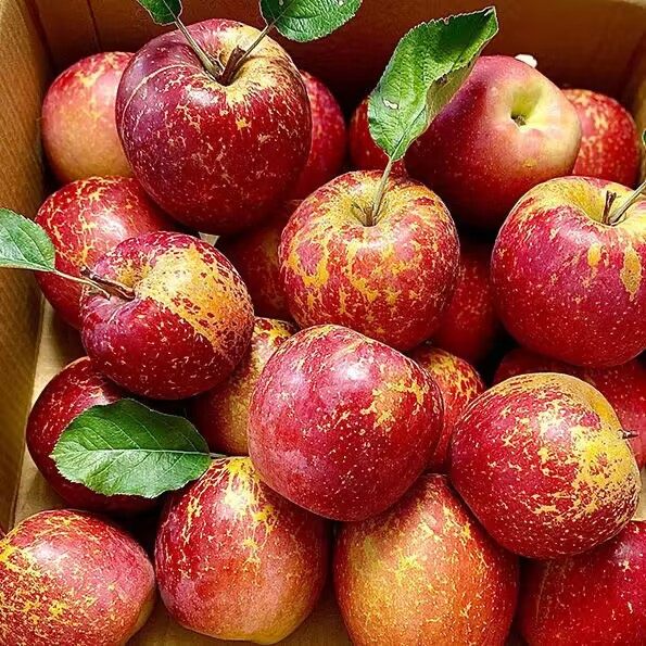 大凉山丑苹果9斤新鲜当季水果青盐源红富士冰糖心丑平果包邮,水产肉类/新鲜蔬果/熟食,苹果,淘宝优惠券,粉丝福利购,淘宝优惠卷