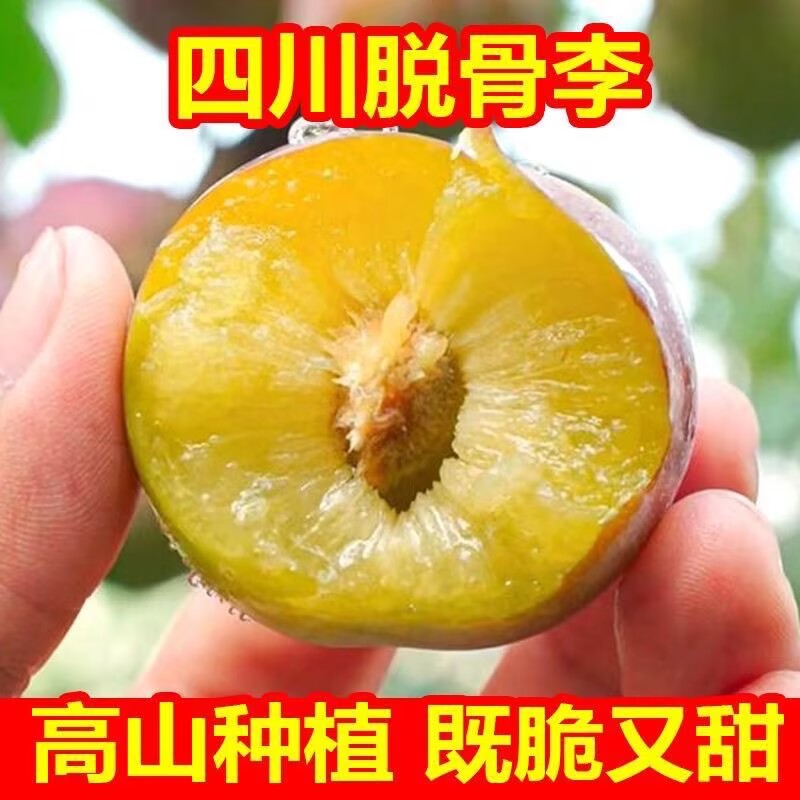 四川五月脆脱骨李子新鲜
