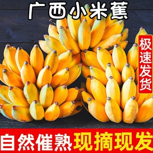 包邮 广西小米蕉现摘当季 水果新鲜10斤自然熟banana苹果香蕉芭蕉