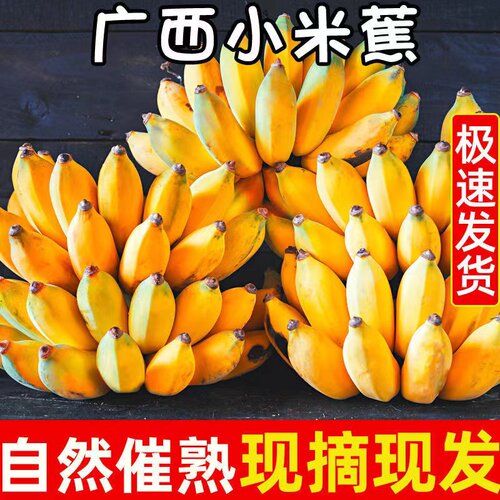 广西小米蕉现摘当季水果新鲜