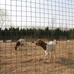 新品铁网格网f绿色硬铁丝网超密铁网子围栏拦鸡网养殖网窗户防护
