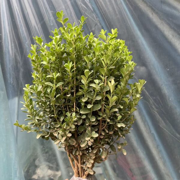 黄杨球树苗小叶金黄杨球形树苗庭院绿化黄杨盆景四季常绿耐寒冬青