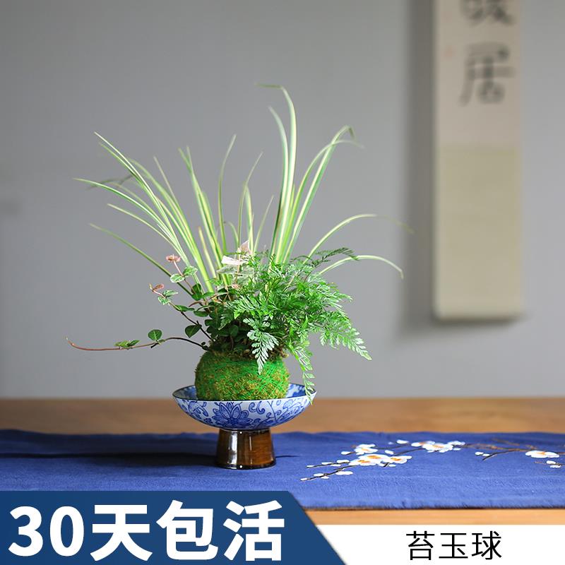 苔藓球水培植物室内盆栽创意狼尾蕨好养办公室菖蒲苗盆栽蕨类绿植