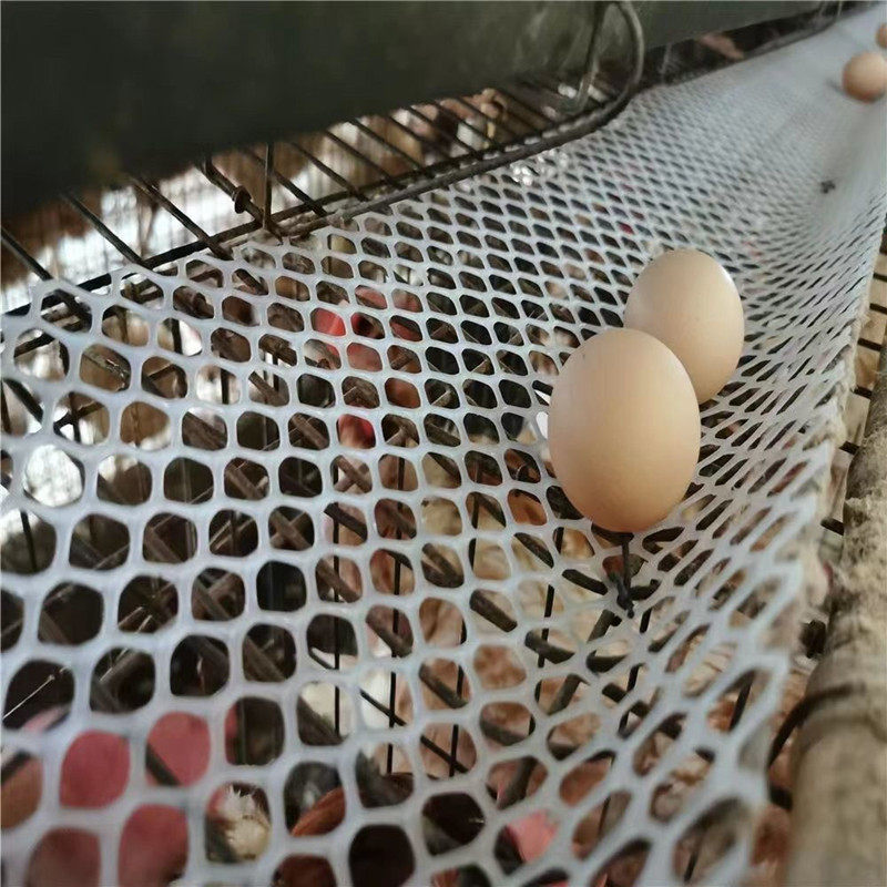 蛋鸡笼鸡笼接鸡蛋塑料网网滑出蛋网养殖干净网垫防锈印底