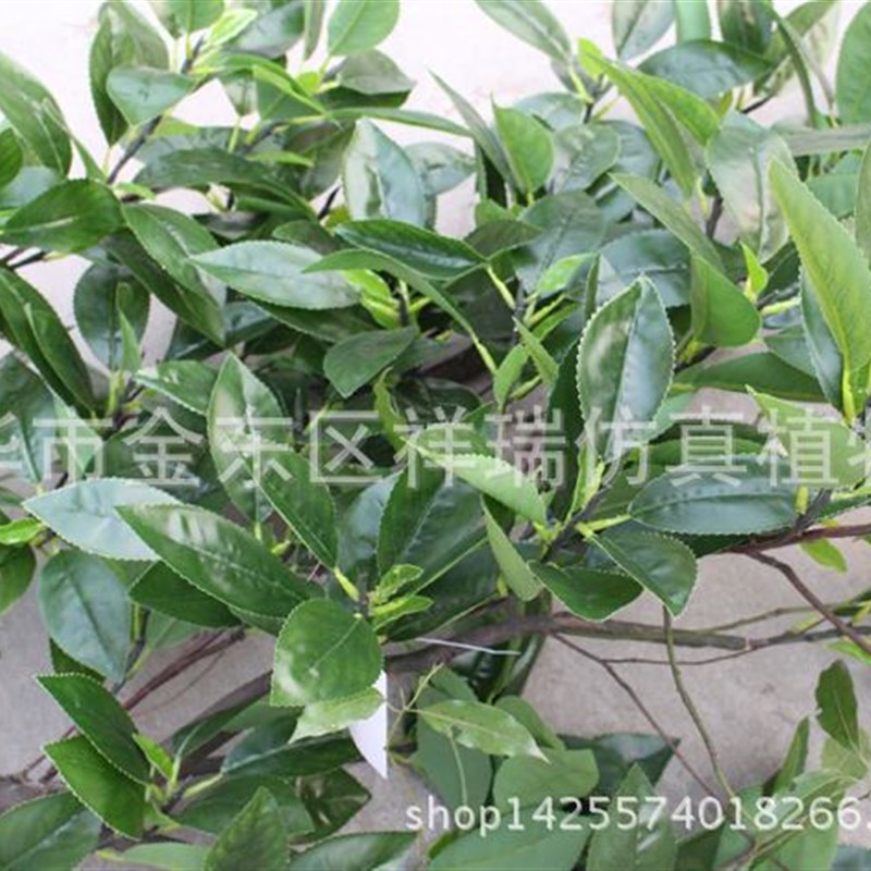 仿真植物单杆贵定云雾古茶叶树红茶绿茶工M程DIY屏风装饰摆设