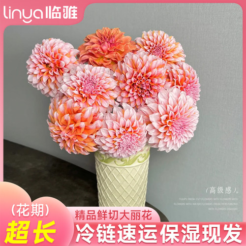 极速大丽花鲜切花奶n油桃子鲜花云南基地直发花期长重瓣大花卉花
