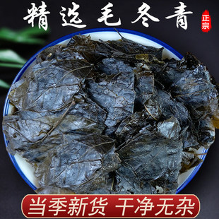 野生云南毛冬青中药材茶叶500g克养生茶苦丁茶毛冬青嫩芽泡水饲料