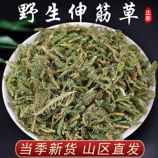 野生伸筋草中药材特级小伸筋草的功效与作用石松舒筋草透骨草饲料