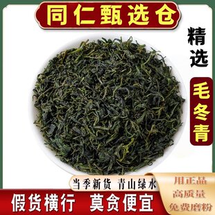 新茶毛冬青中药材云南野生茶天然特级嫩叶片散装中药苦丁茶饲料
