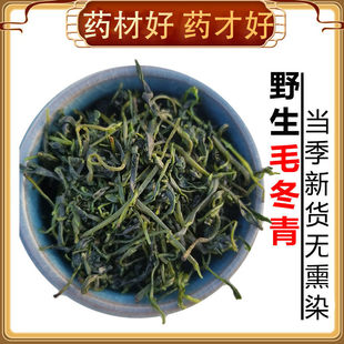 品质毛冬青茶500g云南嫩芽青山绿水野生特级中药毛冬青茶叶饲料