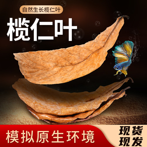 斗鱼榄仁叶改善水质模拟原生环境