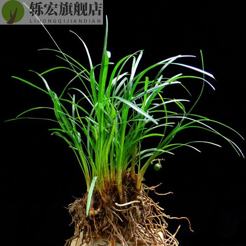 极速石头上种的植物附石菖蒲盆景苔藓G假山水Q陆缸雨林造景绿植专