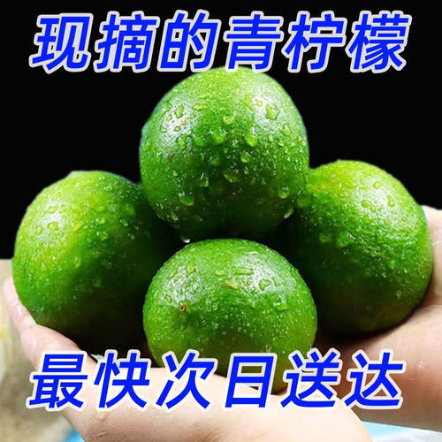 安岳青柠檬现摘12359斤净重鲜果